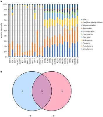 Diversity of the Bacterial Microbiome Associated With the Endosphere and Rhizosphere of Different Cassava (Manihot esculenta Crantz) Genotypes